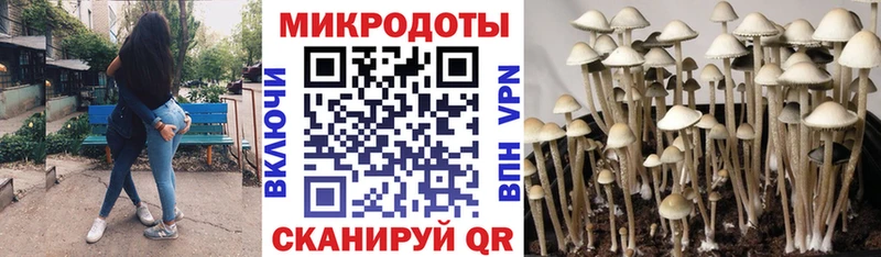 Псилоцибиновые грибы прущие грибы  Купить где  Ершов 